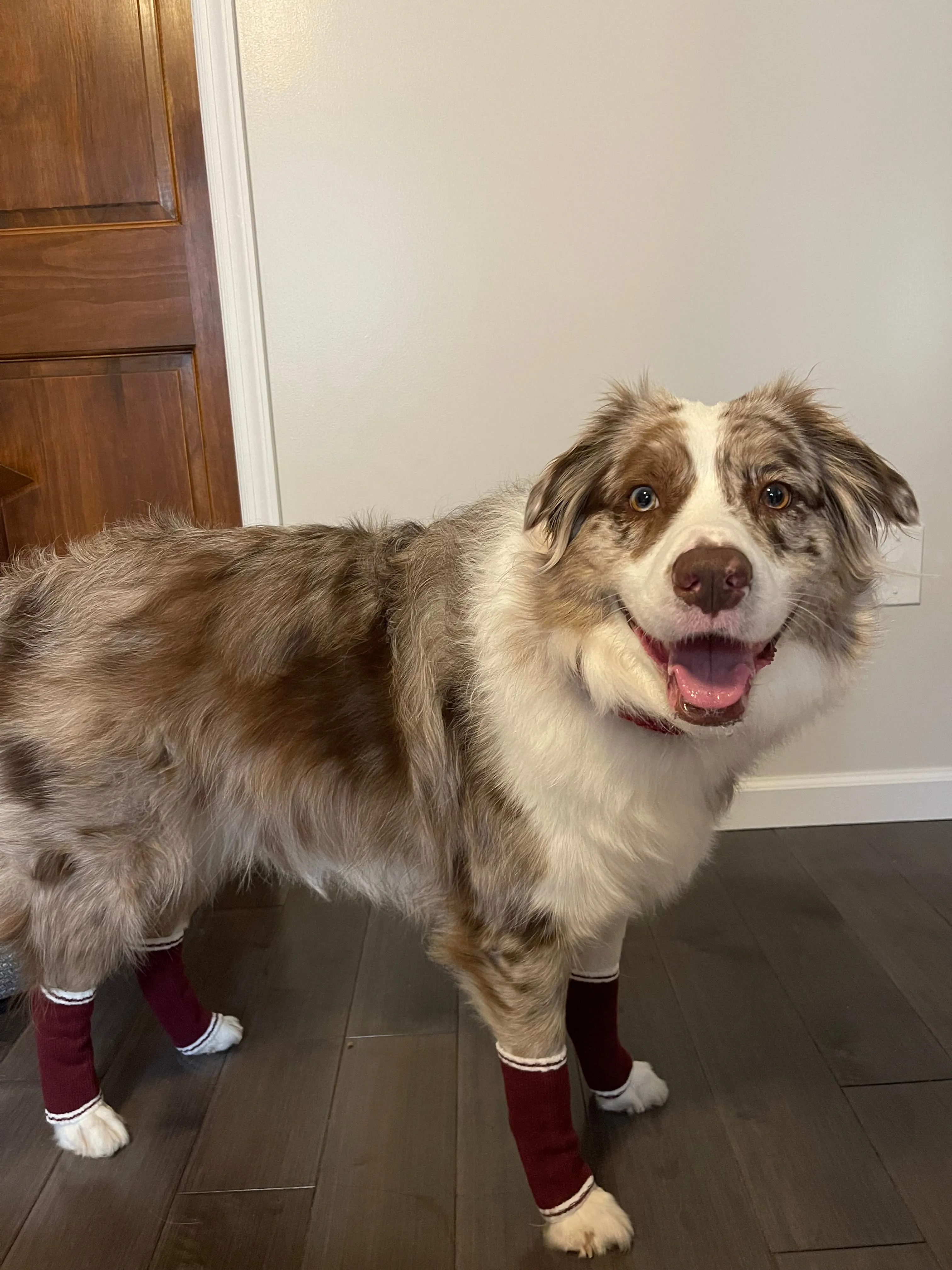 Dog Bundle - Infinity Scarf & Leg Warmers