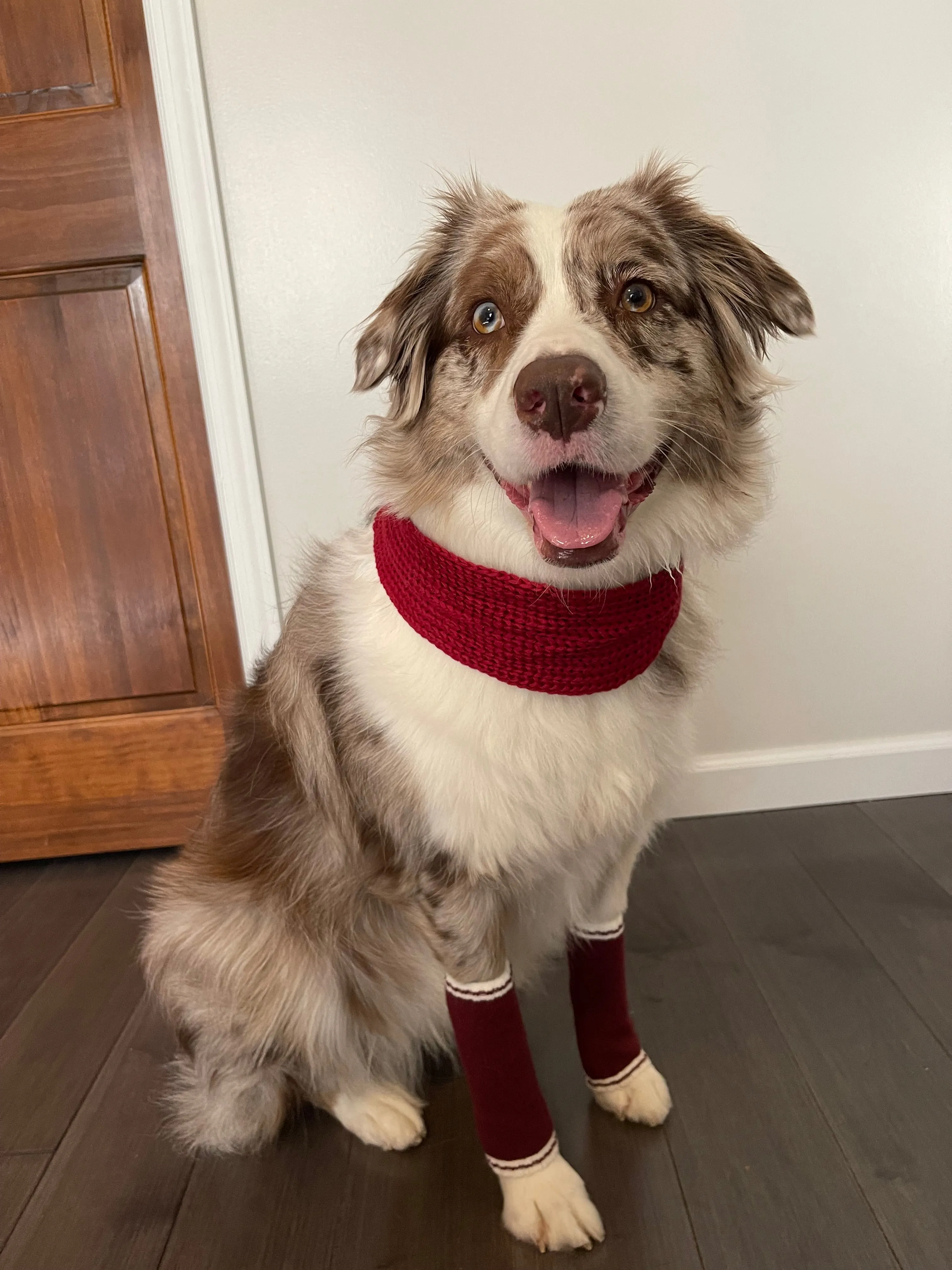 Dog Bundle - Infinity Scarf & Leg Warmers