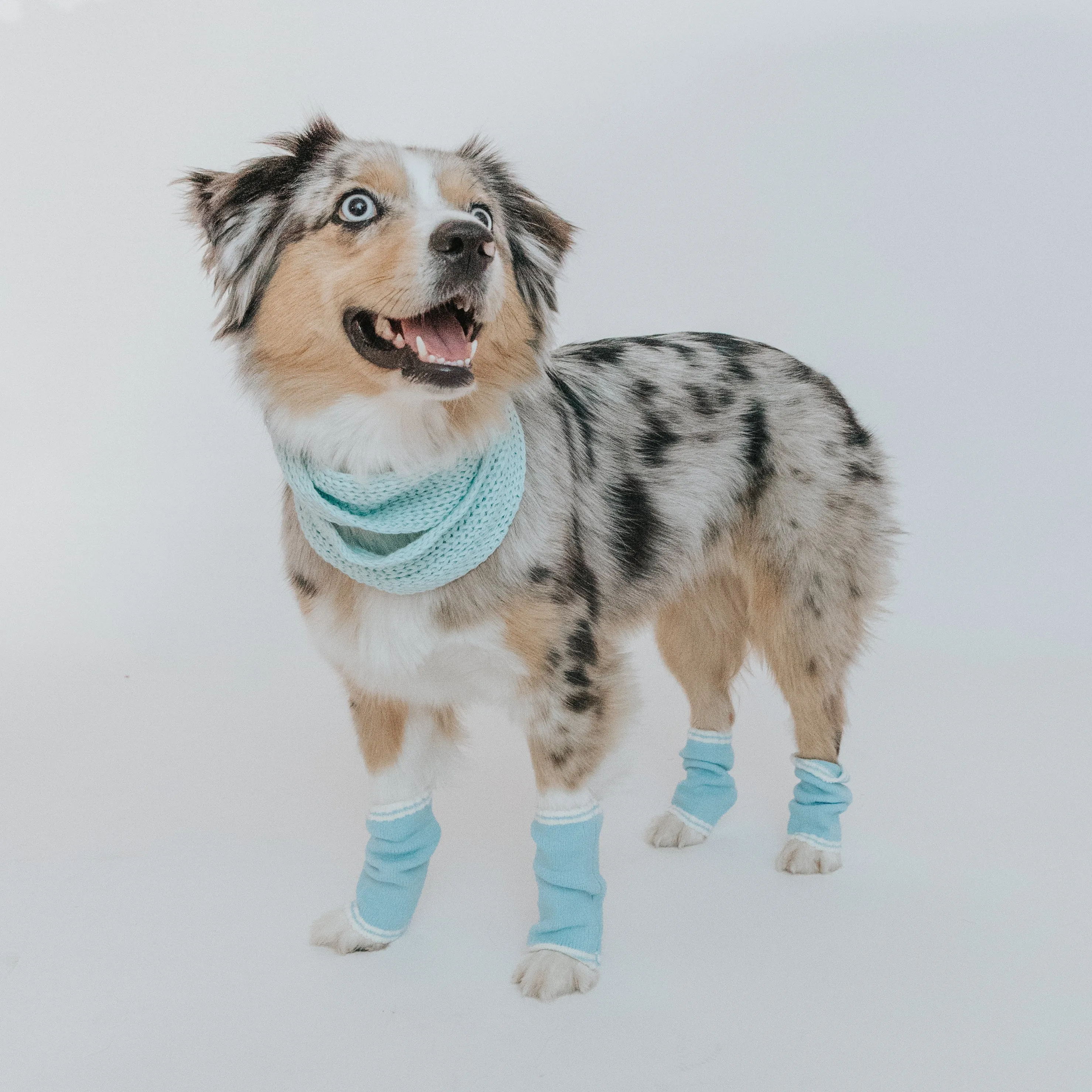 Dog Bundle - Infinity Scarf & Leg Warmers