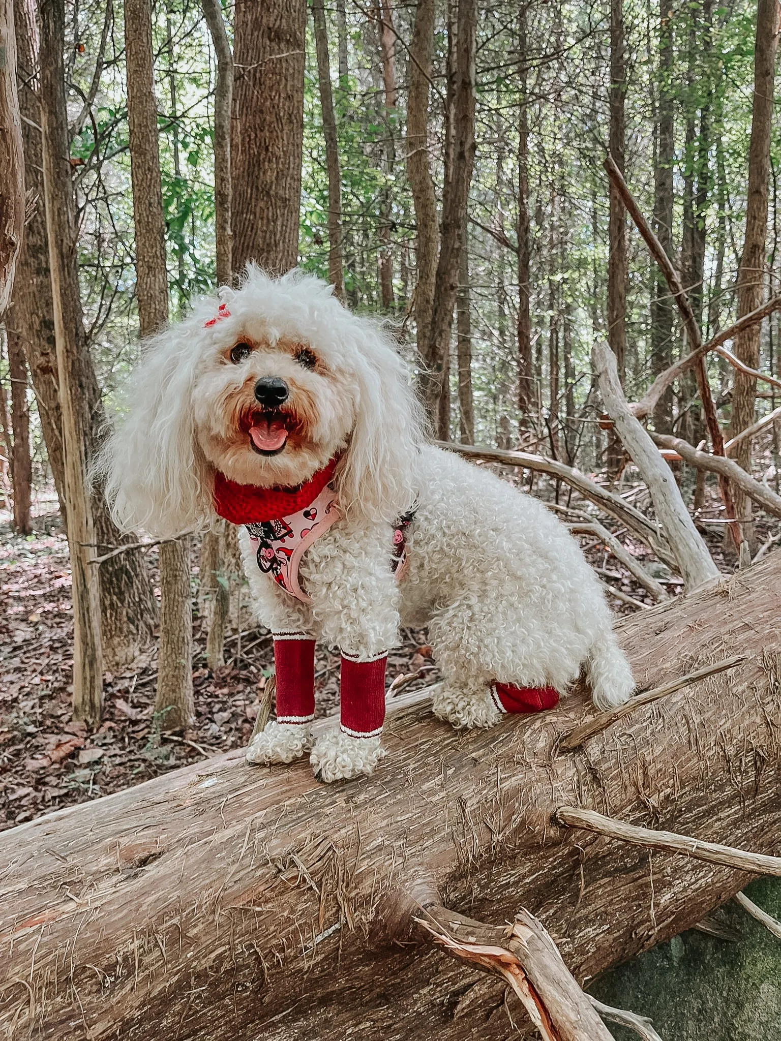 Dog Bundle - Infinity Scarf & Leg Warmers