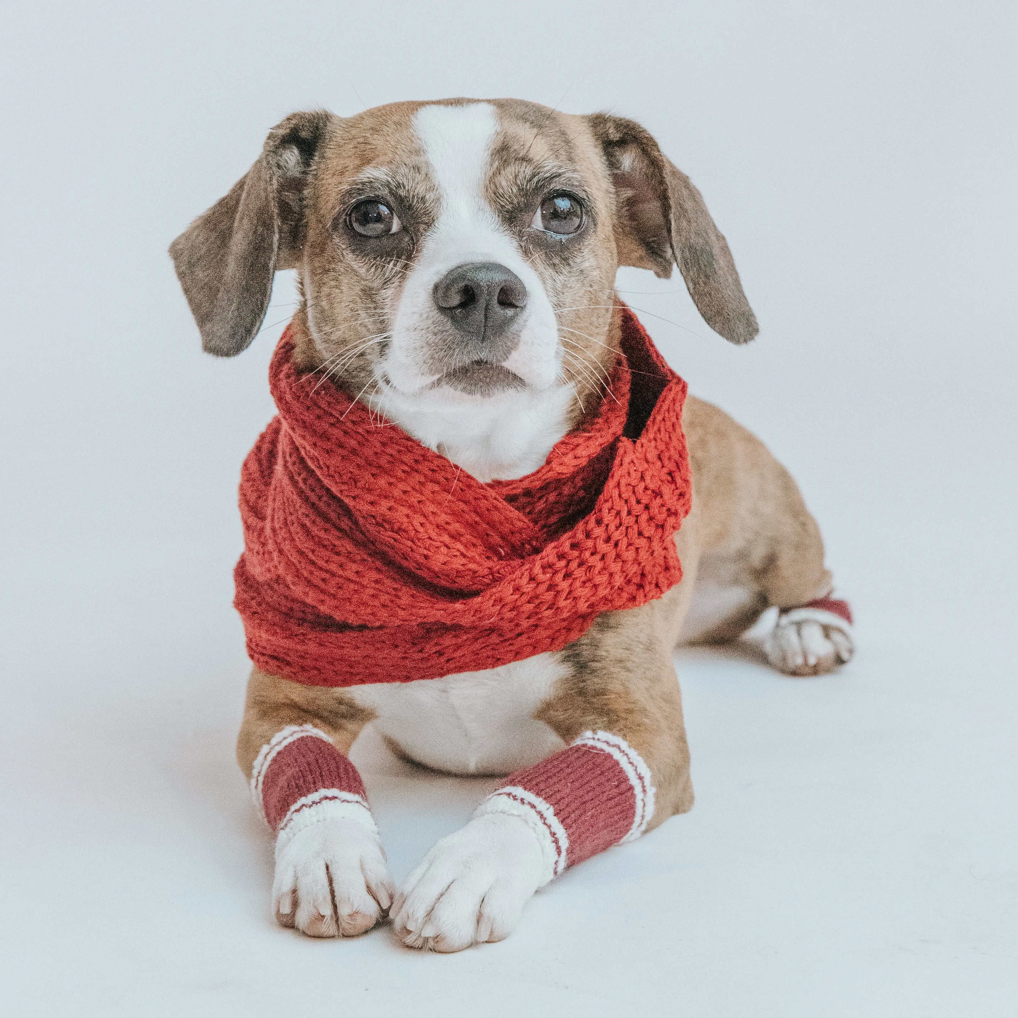 Dog Bundle - Infinity Scarf & Leg Warmers