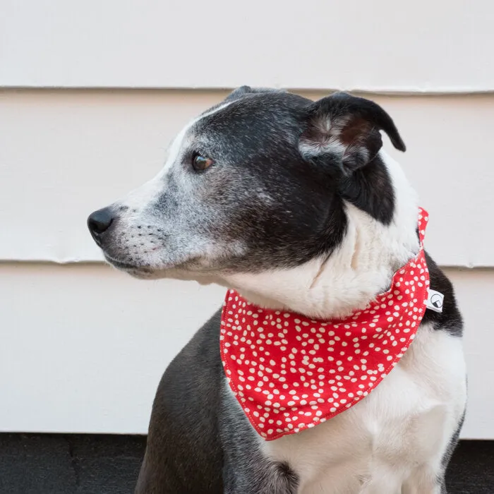 Large Doggy Bandana