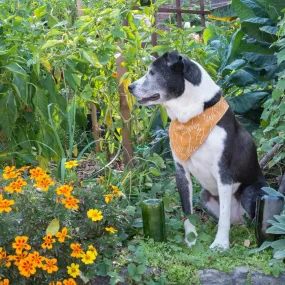 Medium Doggy Bandana