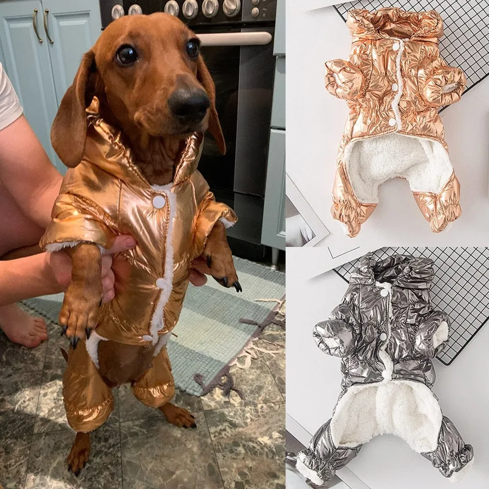 Shiny Dachshund Coat