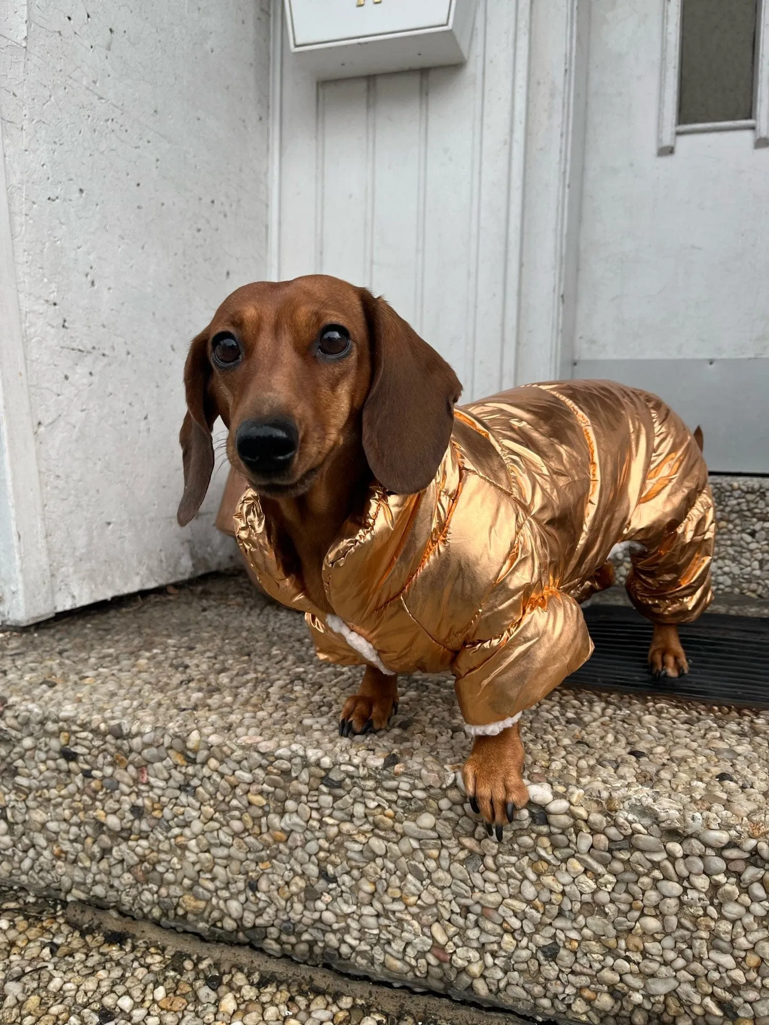 Shiny Dachshund Coat