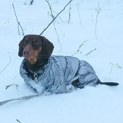 Shiny Dachshund Coat