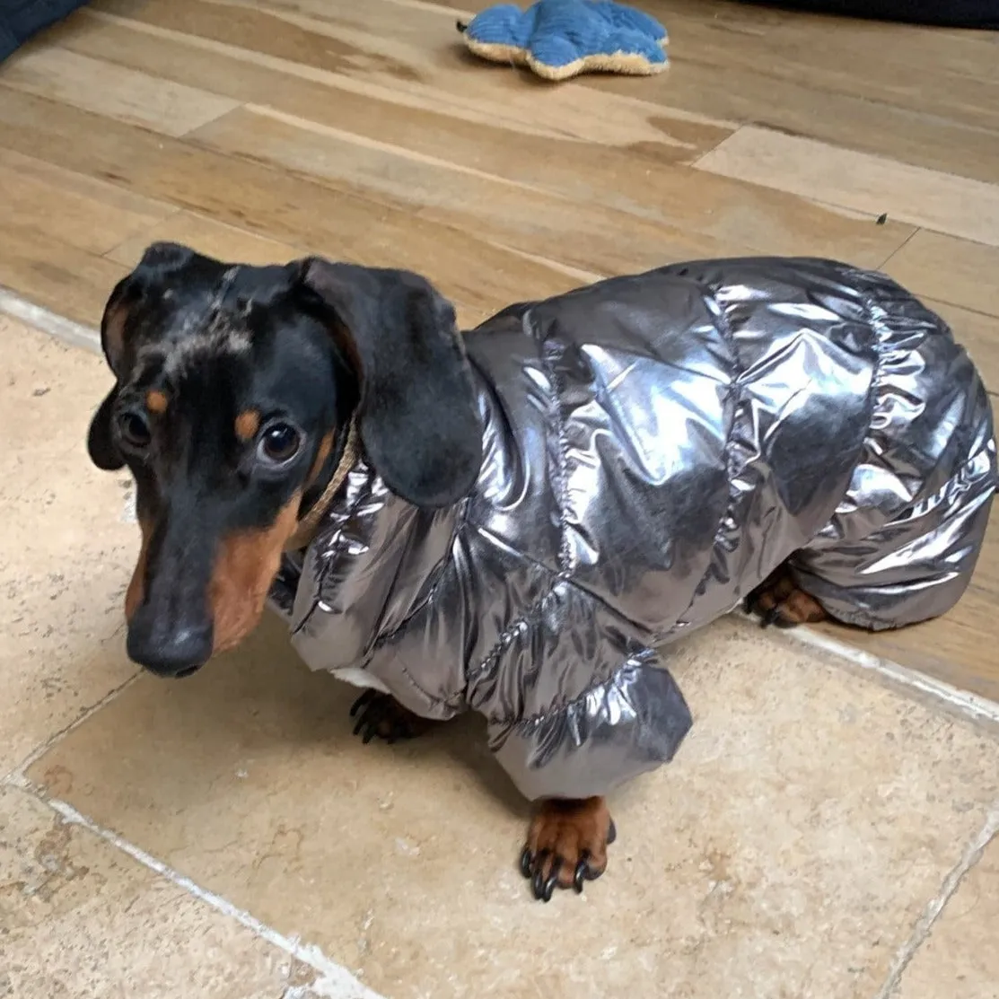 Shiny Dachshund Coat