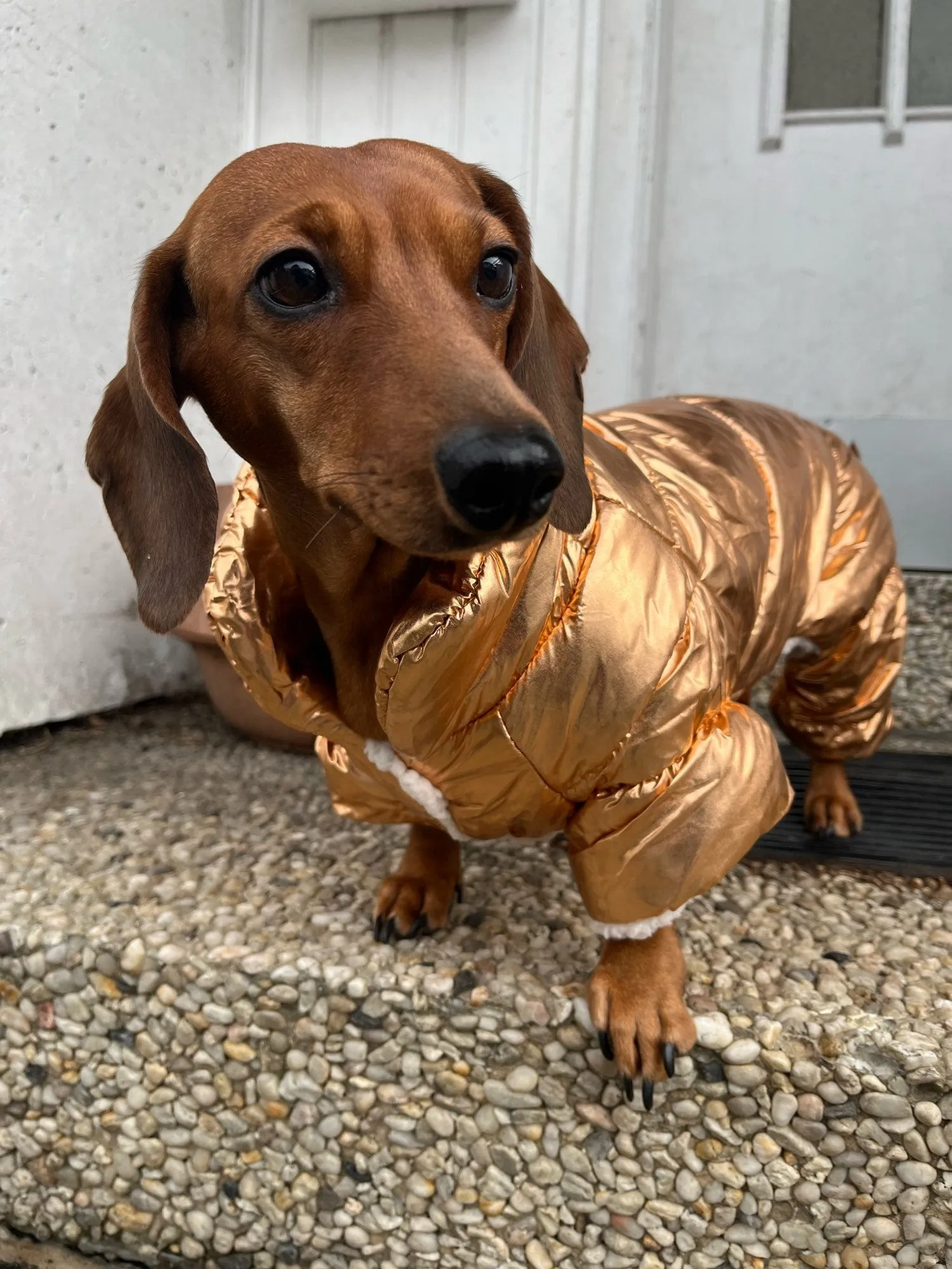 Shiny Dachshund Coat