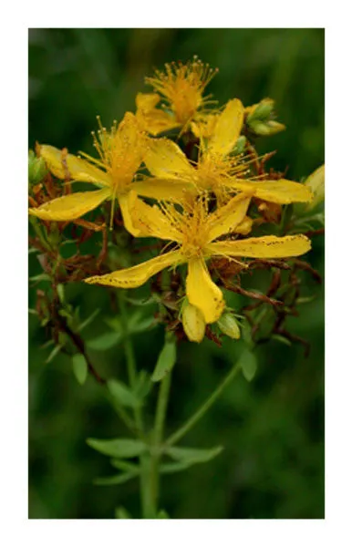 St. John's Wort Flowering Aerial Tops 2 oz. Bulk